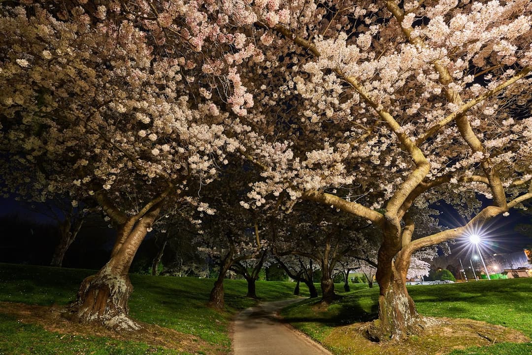 University of Canterbury, Captured by Yixuan Yan